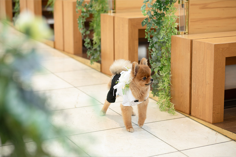 愛犬と前撮り　フォトウェディング