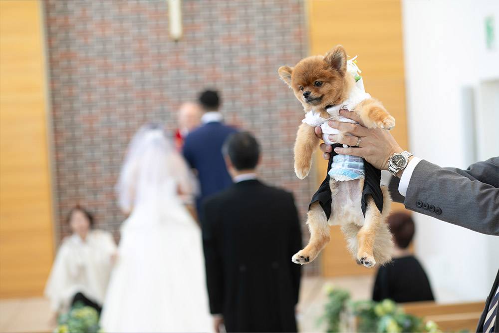 愛犬と前撮り　フォトウェディング