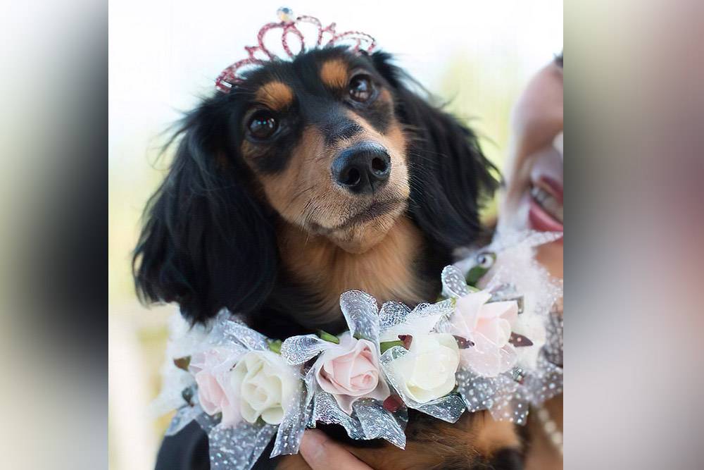 愛犬と前撮り　フォトウェディング